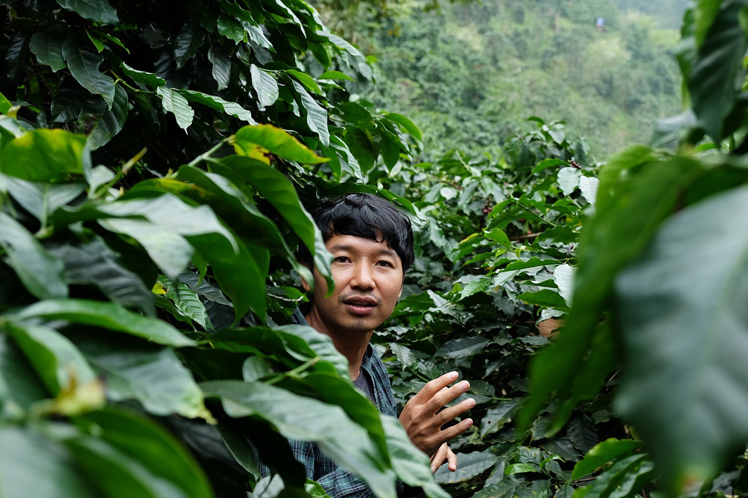 Thailand’s Specialty Coffee Prospects Brew Up as Global Demand Favors Quality